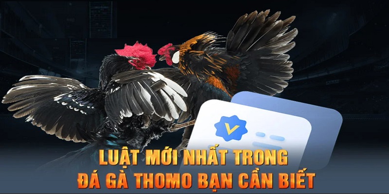 Khám phá luật chơi đá gà Thomo bạn cần biết 