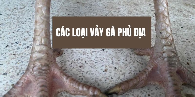 Những loại vảy gà Phủ Địa phổ biến trên thị trường