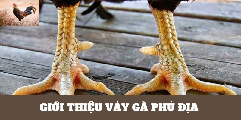 Sơ lược đôi nét vảy gà Phủ Địa