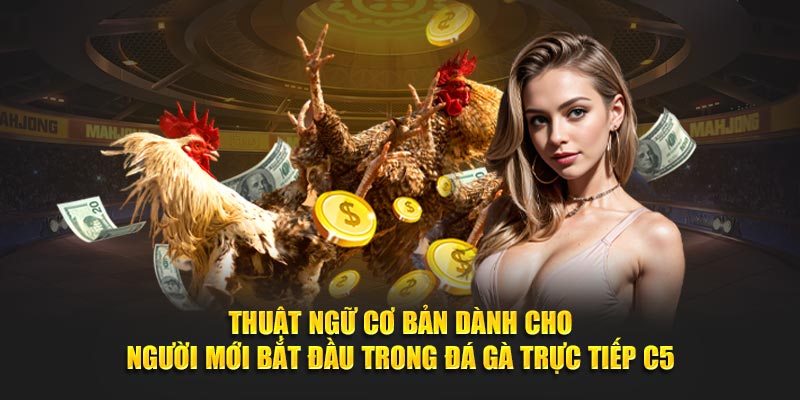 Thuật ngữ cơ bản dành cho người mới bắt đầu trong đá gà trực tiếp C5